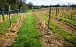 McNeill Vineyard Management - vineyards Kent and Essex