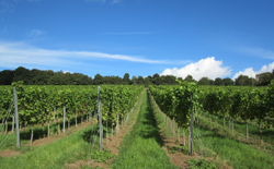 McNeill Vineyard Management - Essex vineyard